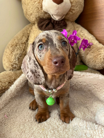 Cuccioli di bassotto