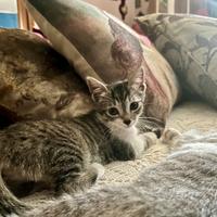 Gattino disponibile a Verona