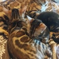 Gattina bengala marble