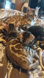 Gattina bengala marble