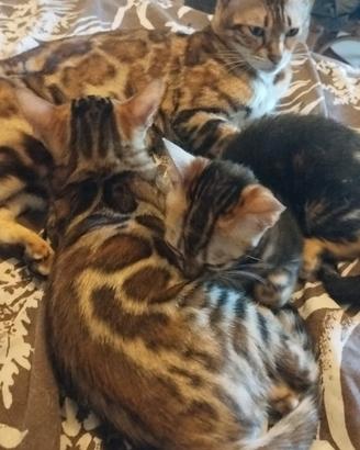 Gattina bengala marble