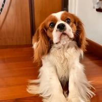 Cavalier King per monta