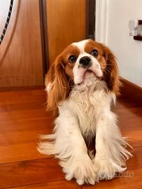 Cavalier King per monta