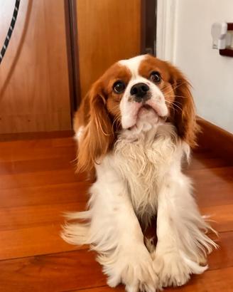 Cavalier King per monta