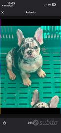 Bulldog francese vendita