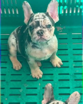 Bulldog francese vendita