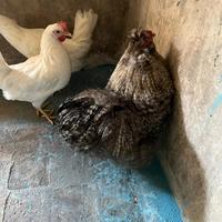 Gallo