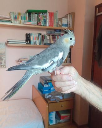 Calopsite grigio allevato a mano