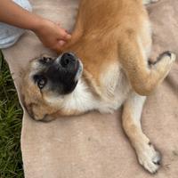 Cucciolo mix pastore tedesco