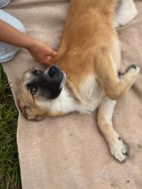 Cucciolo mix pastore tedesco