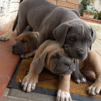 Cuccioli cane Corso