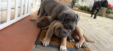 Cuccioli cane Corso