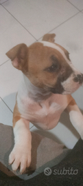 Cucciola Amstaff