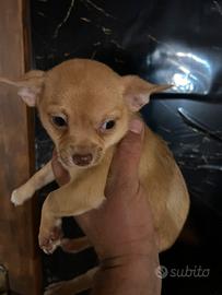 Cucciolo chihuahua
