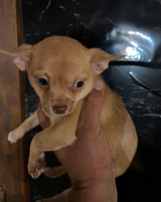 Cucciolo chihuahua
