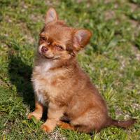 Cucciolo di chihuahua