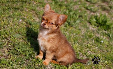 Cucciolo di chihuahua