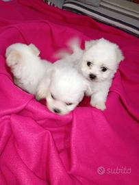 Cuccioli di maltese
