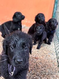 Cuccioli Flat Coated Retriever