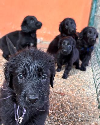 Cuccioli Flat Coated Retriever