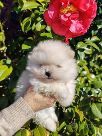 Spitz volpino di pomerania