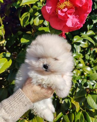 Spitz volpino di pomerania