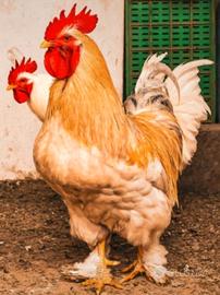 Gallo Brama color crema e gallo nero con striature