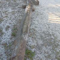 TRAVE VECCHIO QUERCIA