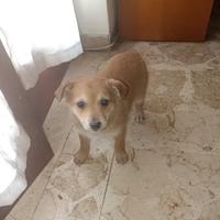 Cucciola taglia piccola