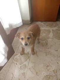 Cucciola taglia piccola