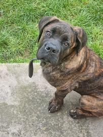 Cane corso da monta con pedigree