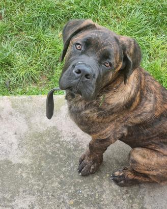 Cane corso da monta con pedigree