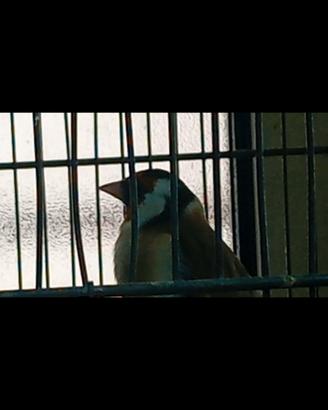 Disponibile cardellini major portatori di agata