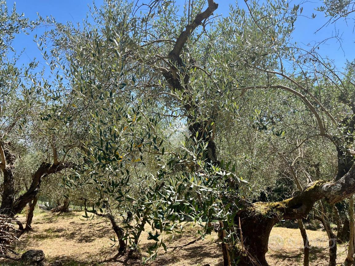 TER. AGRICOLO A SORIANO NEL CIMINO - Vista 5