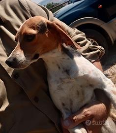 Cucciola da caccia al coniglio