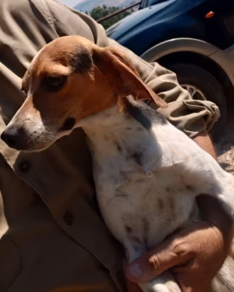 Cucciola da caccia al coniglio