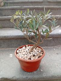 Bonsai