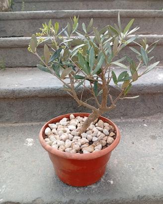 Bonsai