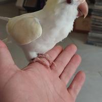 Parrocchetto cremino