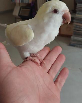 Parrocchetto cremino