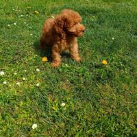 Cuccioli di barboncino nano con pedigree