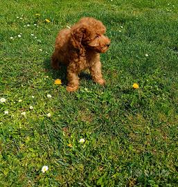 Cuccioli di barboncino nano con pedigree