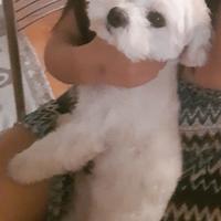 Maltese toy maschio con pedigree