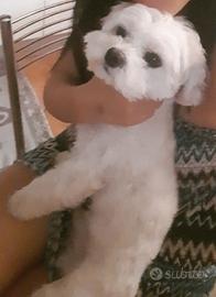 Maltese toy maschio con pedigree