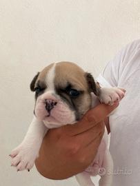Cuccioli di bulldog francese