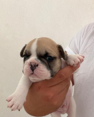 Cuccioli di bulldog francese