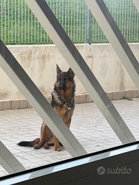 Pastore Tedesco Grigione