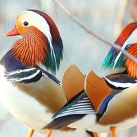 Anatre mandarine bianche e ancestrali