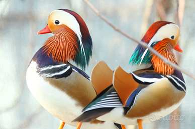 Anatre mandarine bianche e ancestrali