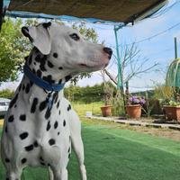 Dalmata in adozione